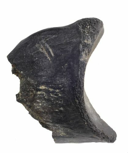 Theropod Toe Bone Piece - Aguja Formation, Texas #43006